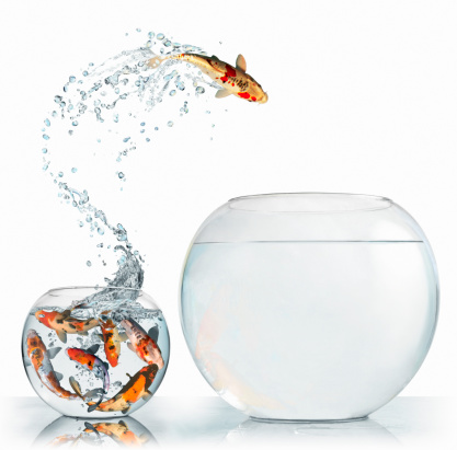 Fish image